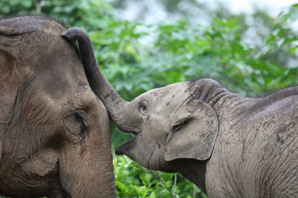 Home | Mandalao Elephant Conservation